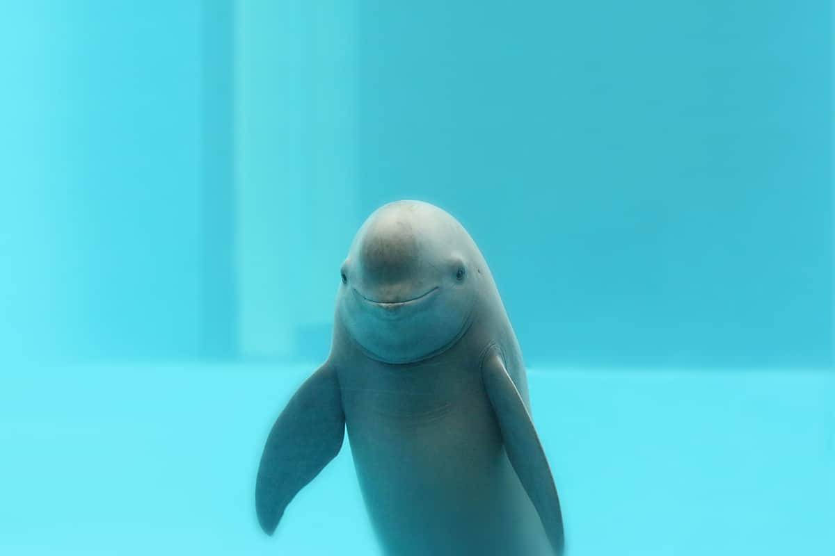 Östlicher Glattschweinswal unter Wasser. (c) WWF China/Liu Jieyun