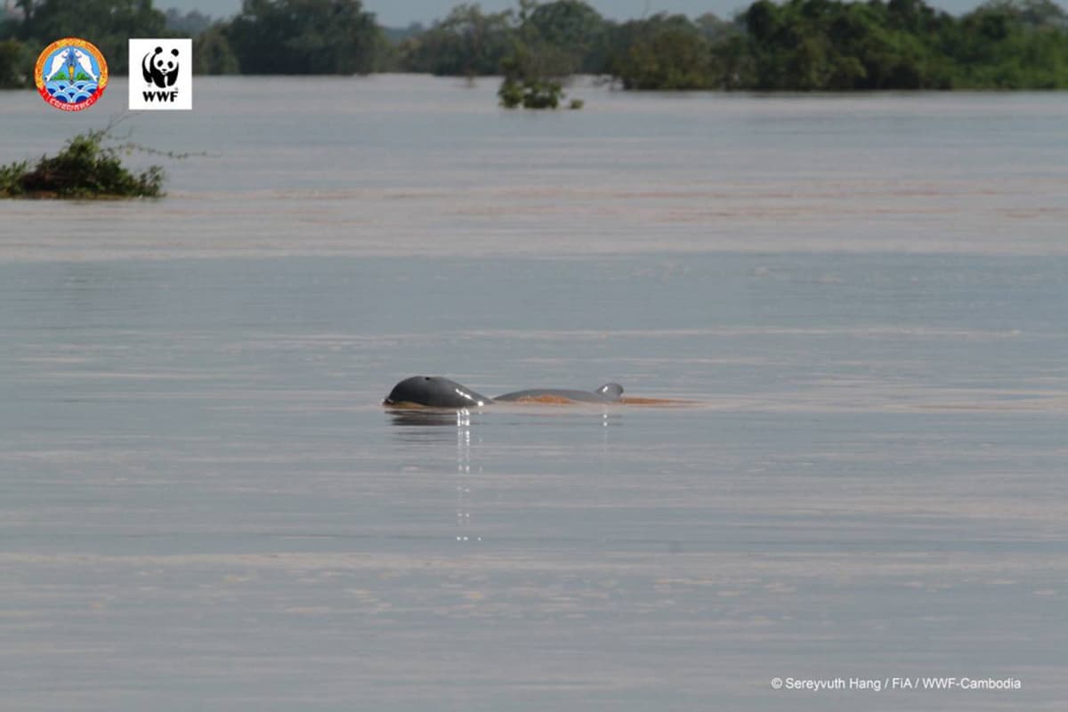 WWf-at_Flussdelfin im Mekong_Sereyvuth Hang_FiA_WWF Cambodia