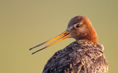Fotostrecke: Die Zugvögel vom Neusiedlersee