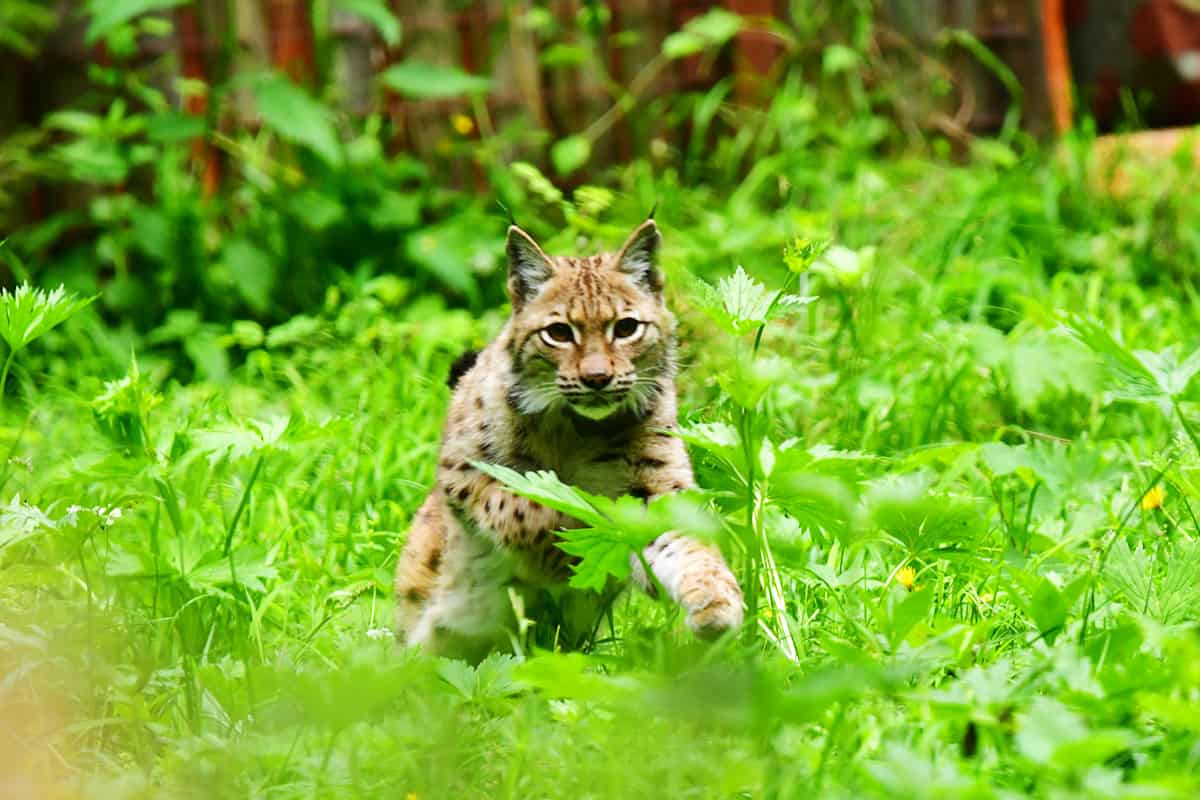Luchs Karlo springt in die Freiheit(c)Moritz Klose/WWF Deutschland