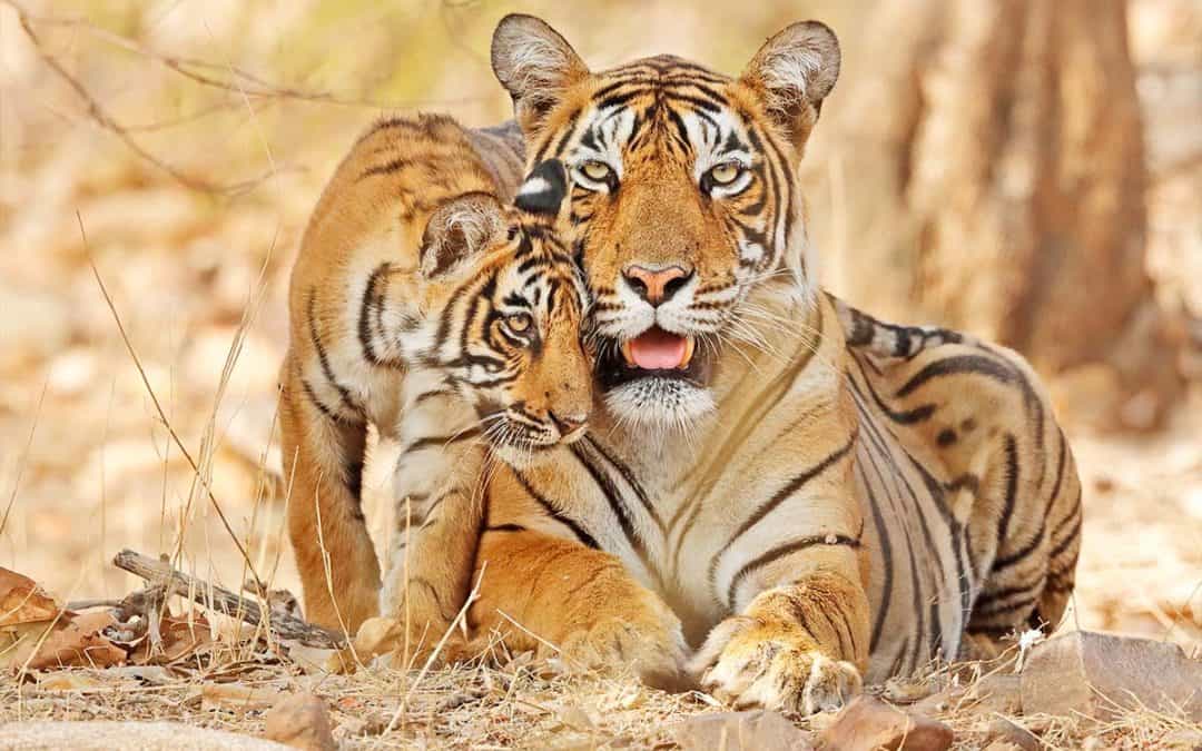 Good News: Mehr Tiger in Bangladesch