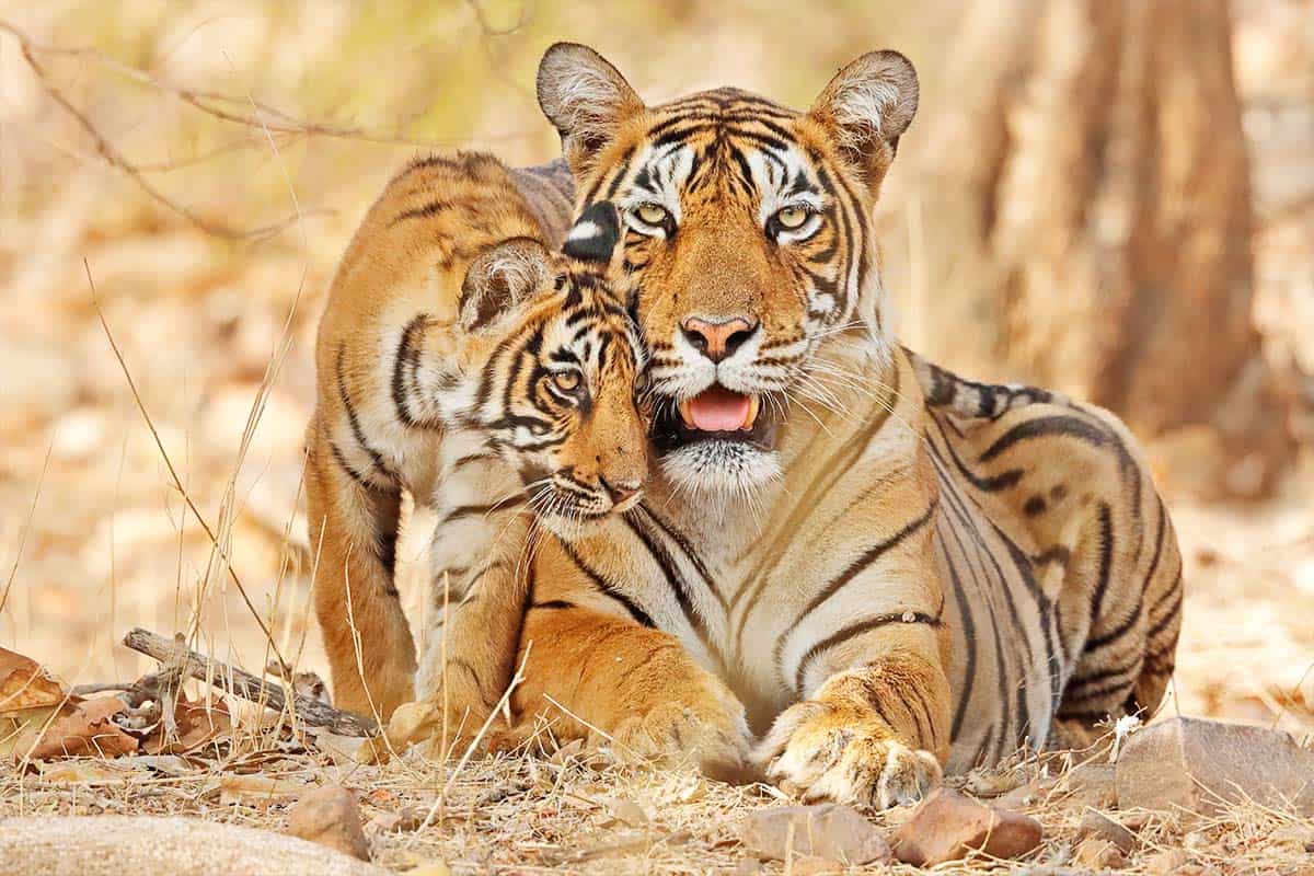 Bengalischer Tiger in Indien. (c) Naturepl.com/Andy Rouse/WWF
