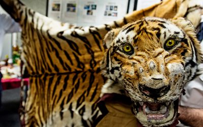 Bestürzende Trends im Tigerhandel: Interview mit WWF-Expertin Heather Sohl