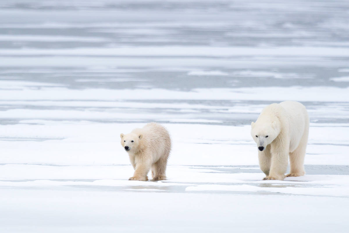 Eisbären. (c) Richard Barrett/WWF UK Eisbären. (c) Richard Barrett/WWF UK