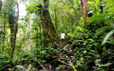 WWF-Studie: Unsere Natur, die unbekannte Verbündete des Klimas