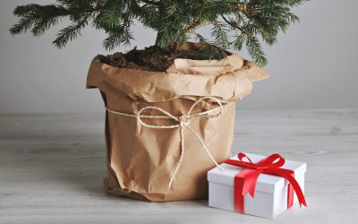 Welcher Weihnachtsbaum ist umweltschonend?