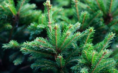 WWF: Fünf Tipps für einen umweltschonenden Christbaum zu Weihnachten