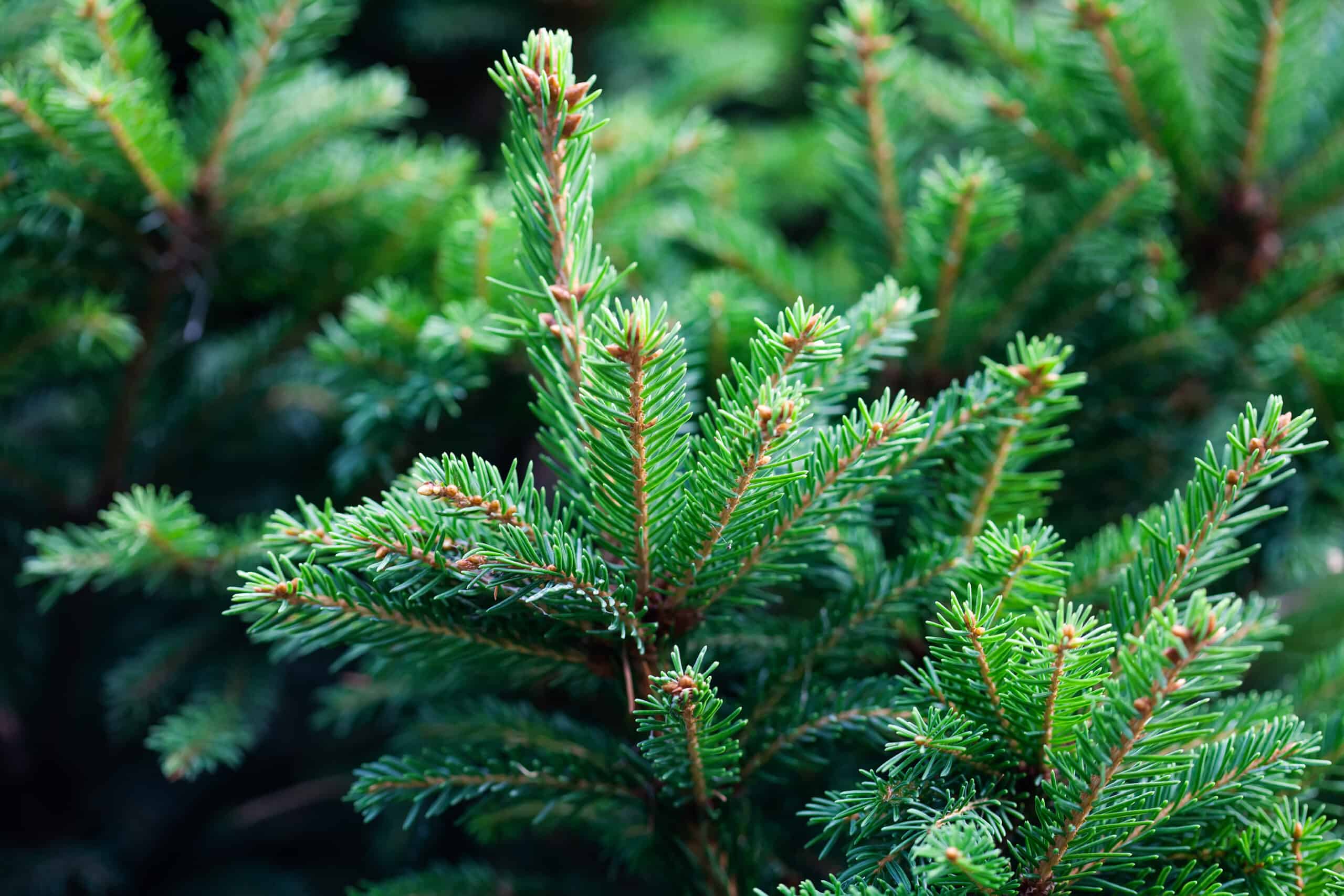 (C) AdobeStock_295087926