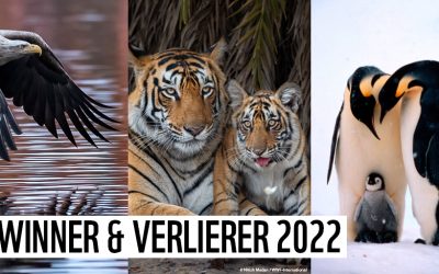 WWF-Bilanz: Diese Tiere sind die Gewinner und Verlierer des Jahres 2022