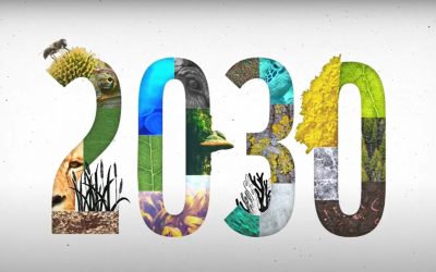WWF warnt vor drohendem Scheitern der Weltnaturkonferenz