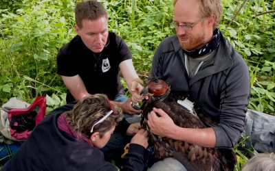 TEAM PANDA wills wissen: Wie schützt man Seeadler? Interview mit Christian Pichler