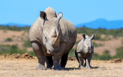 Fotostrecke: Die tierischen Gewinner und Verlierer 2022