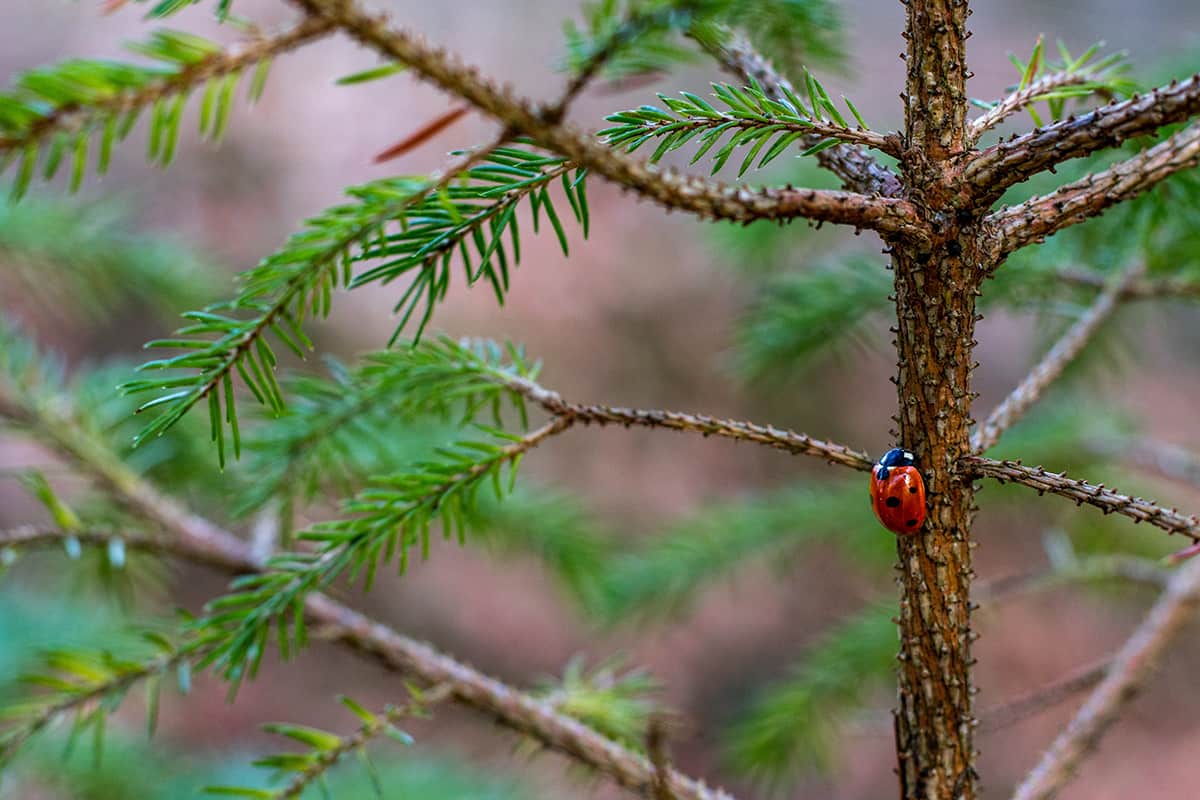 Marienkäfer auf einem Baum. (c) AdobeStock