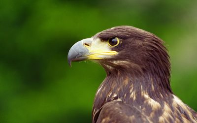 Seeadler: Österreichs Wappentier geht gestärkt in die neue Brutsaison