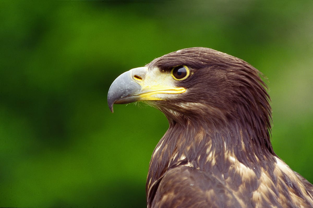 Nahaufnahme eines Seeadlers. (c) G. Zimmert/4nature Nahaufnahme eines Seeadlers
