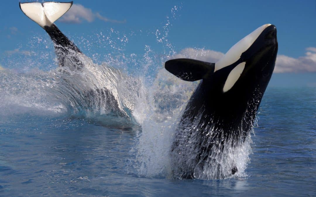 Zwei Orcas im Sprung