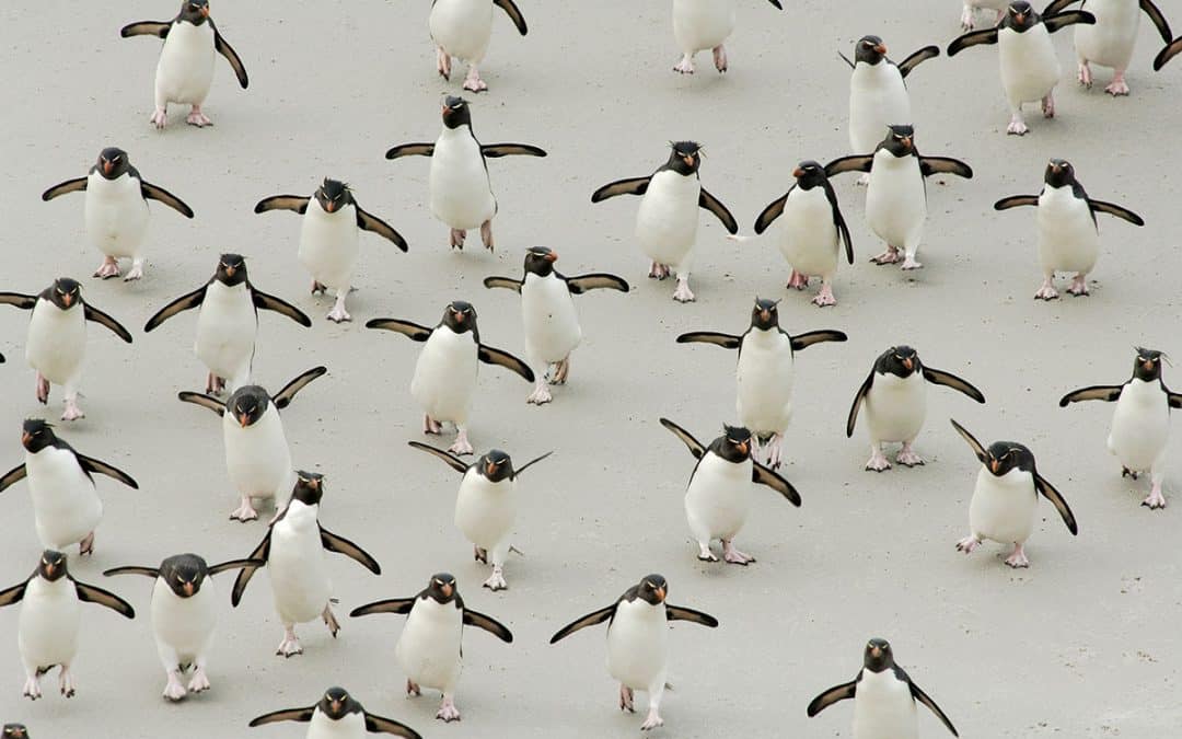Eine Gruppe Felsenpinguine