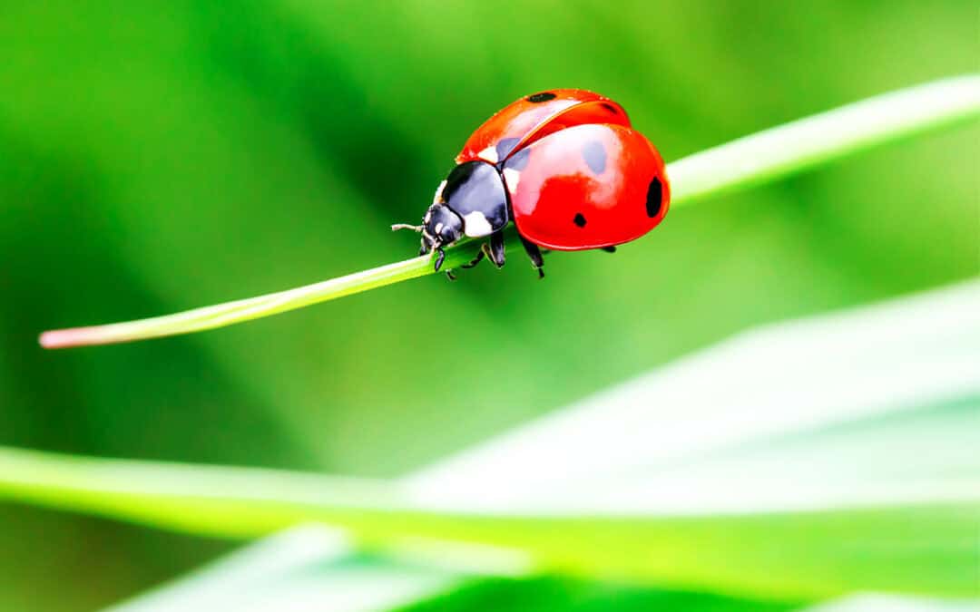 Ein roter Siebenpunkt Marienkäfer klammert sich an einen dünnen Grashalm. Der Käfer blickt nach links.