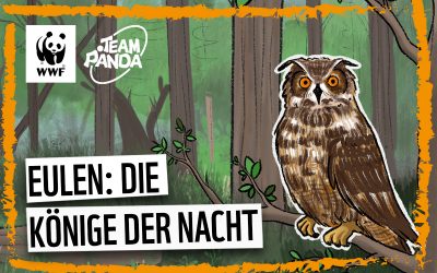 Video: Eulen