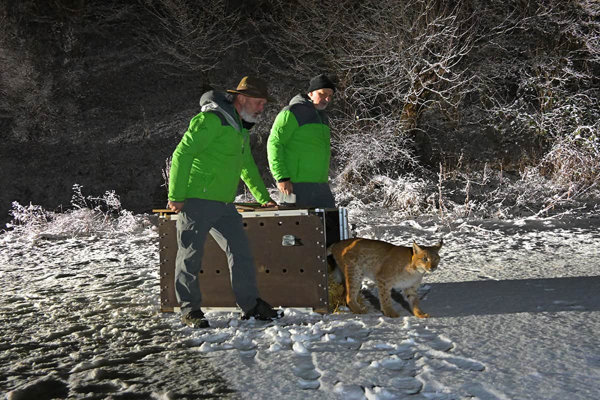 Auswilderung von Luchs Norik. (c) Herfried Marek/Nationalpark Kalkalpen