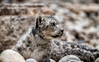 Fotostrecke: Wie der WWF den Schneeleoparden schützt