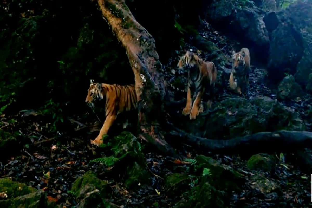 Tigerfamilie im thailändischen Dschungel. (c) DNP/WWF Thailand