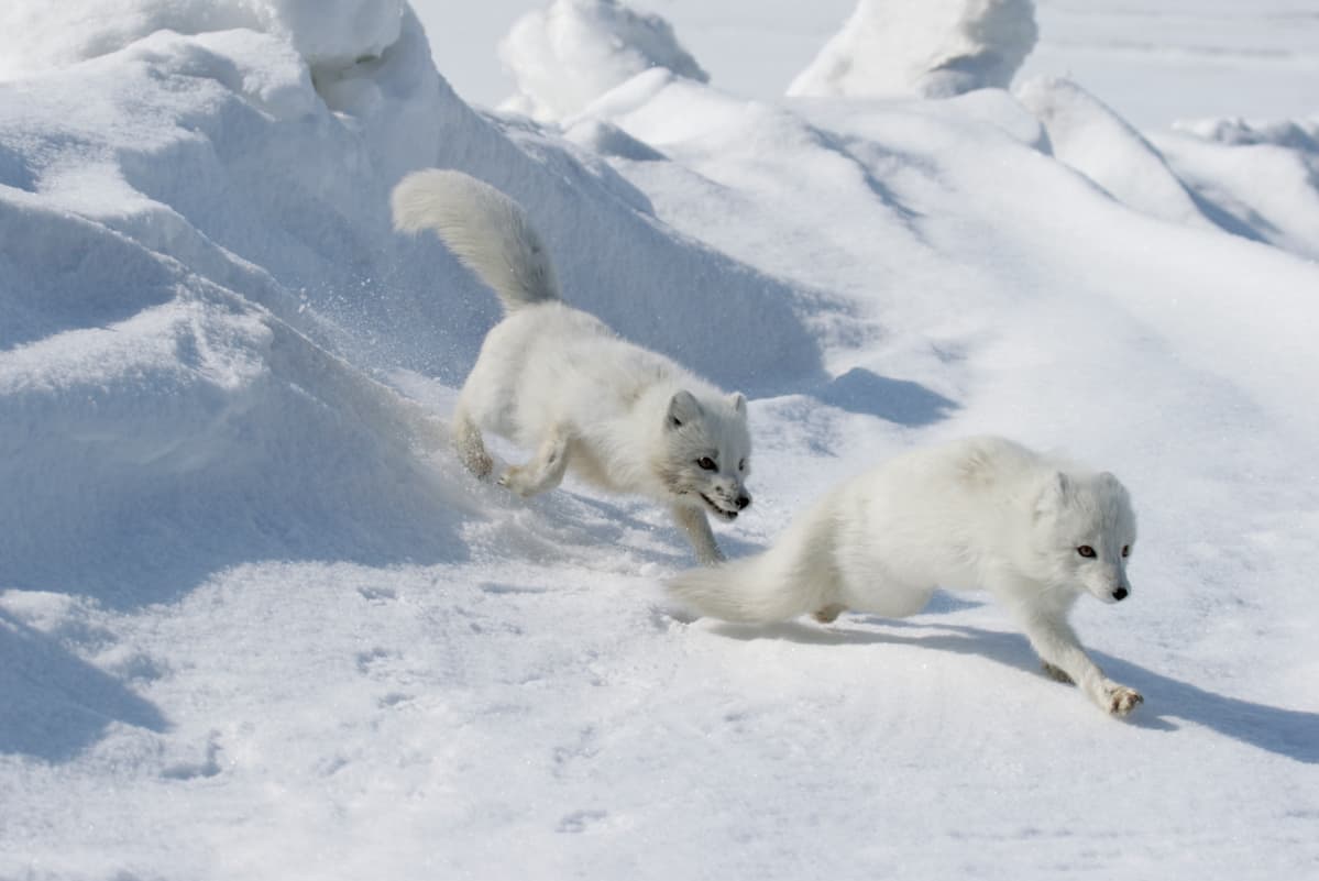Zwei Polarfüchse im Schnee. (c) Dmitry Deshevykh/WWF Russia