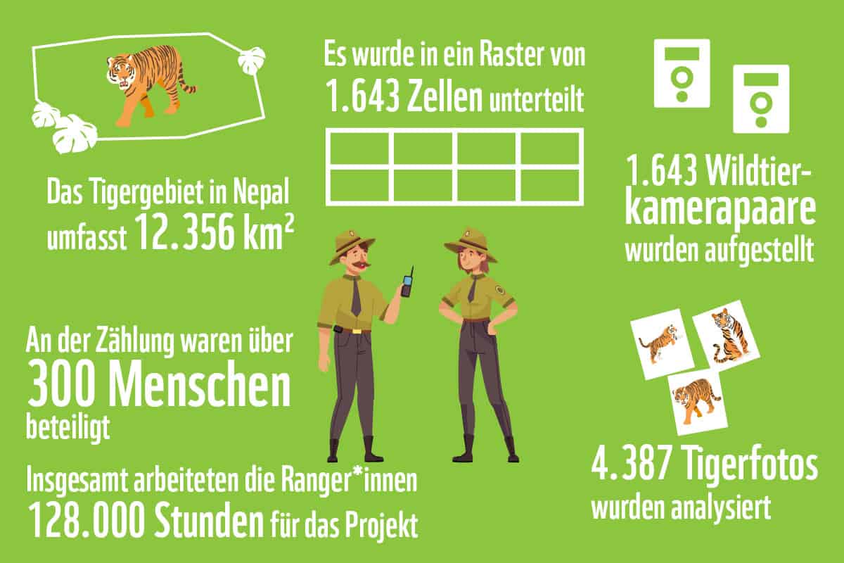 Grafik zur Tigerzählung. (c) AdobeStock/WWF wwf-at_wie_funktioniert_eine_Tigerzaehlung_Grafik