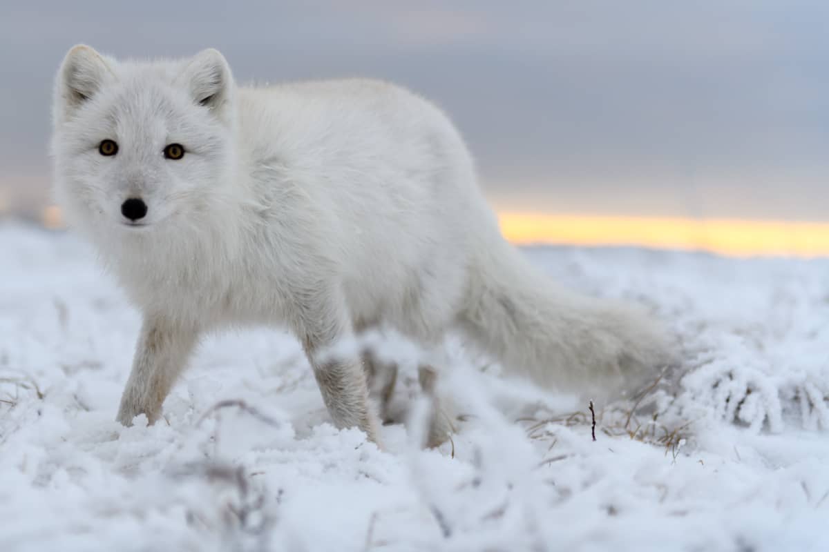 Der Polarfuchs im Winterfell. (c) AdobeStock_397260846/Alexey Seafarer