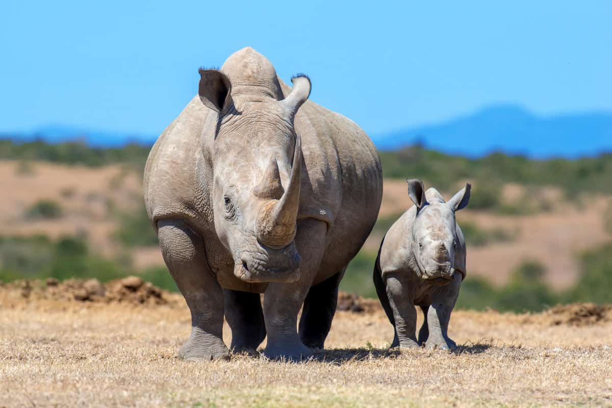 Breitmaulnashorn mit Jungtier in Kenia. (c) Shutterstock/Volodymyr Burdiak/WWF Sweden