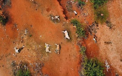 Fotostrecke: Wie wir die schreckliche Dürre in Kenia bekämpfen