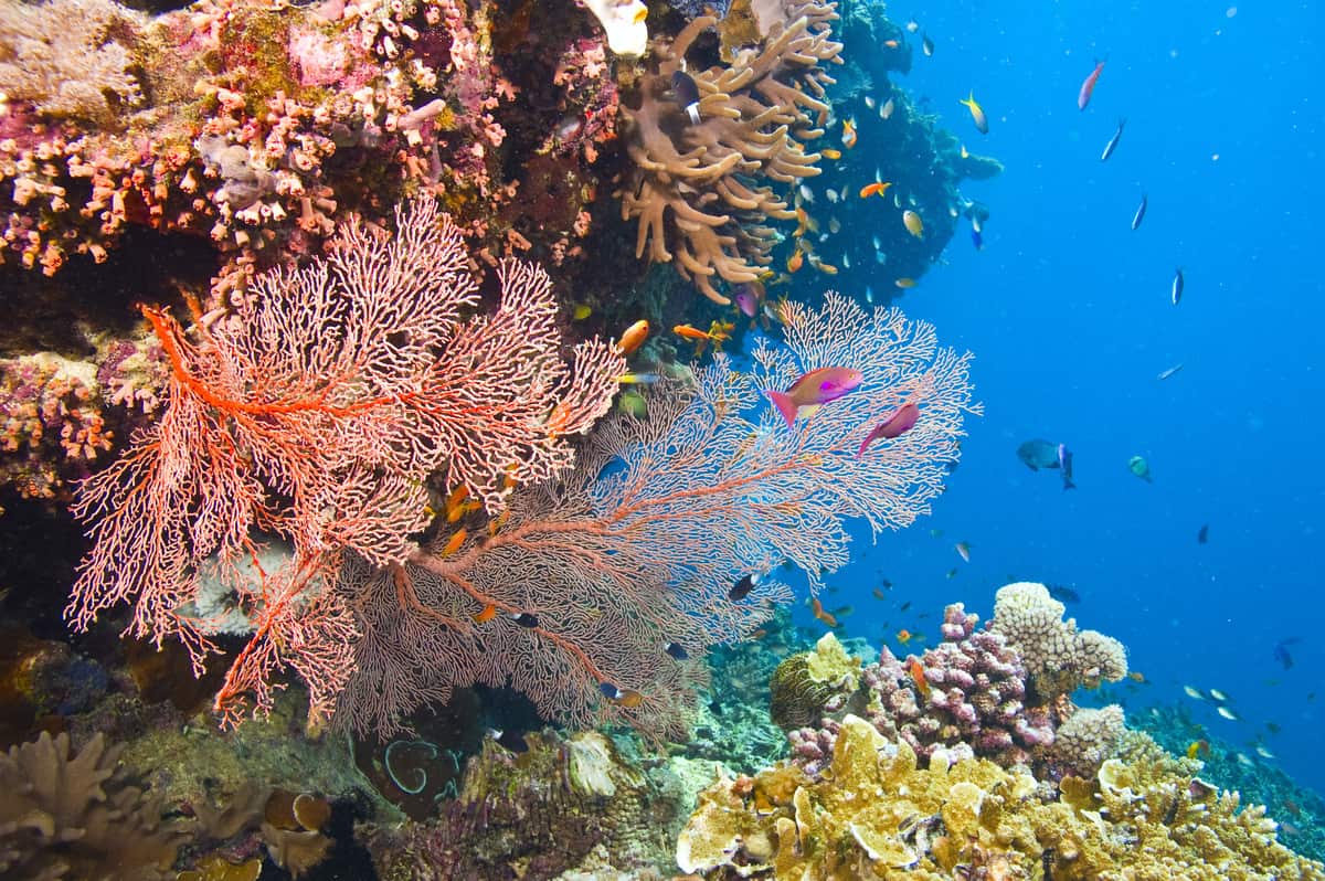 Great Barrier Reef. (c) Shutterstock/Debra James/WWF