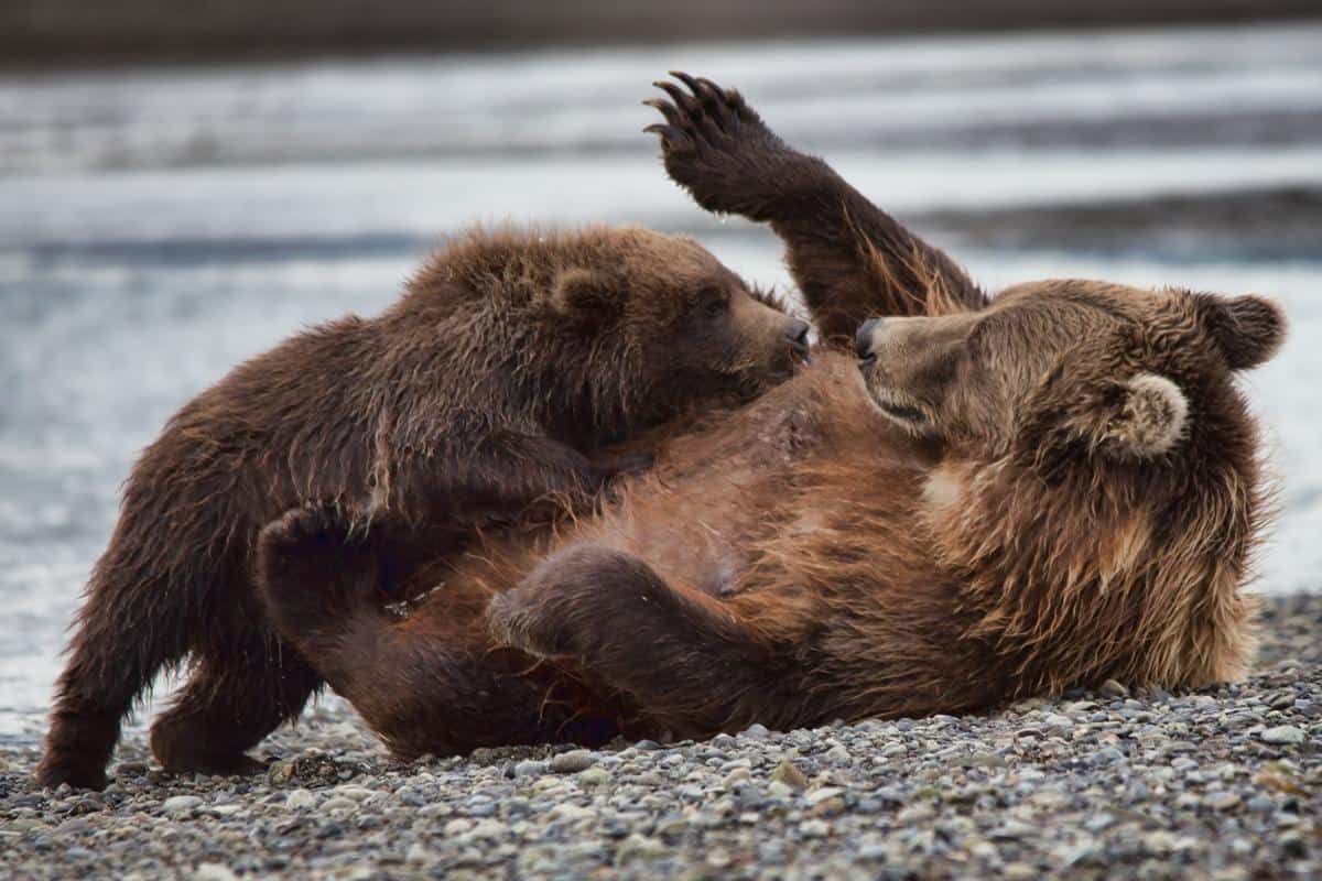 Grizzlybär mit Jungtier. (c) Gary Graham/WWF US
