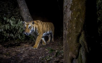 Einsatz im Dschungel: So funktioniert eine Tigerzählung