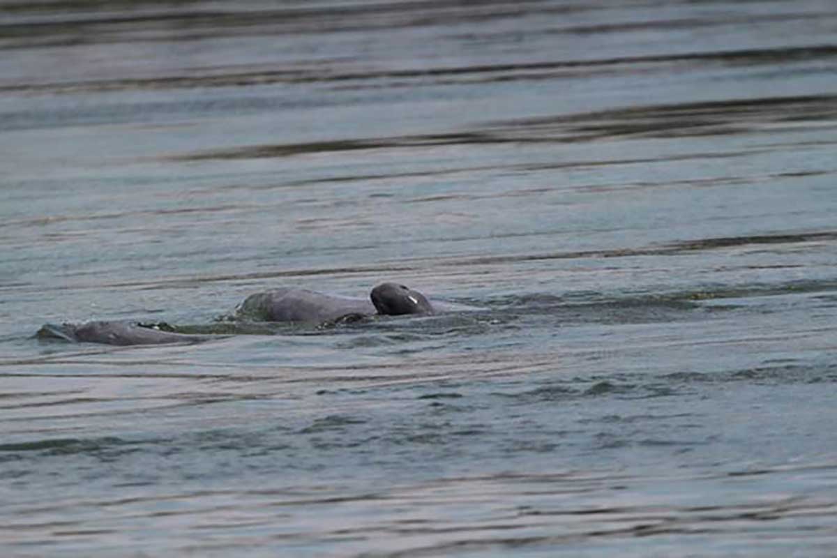 Neues Flussdelfin Kalb im Mekong. (c) Eam Sam Un/MAFF FIA/WWF