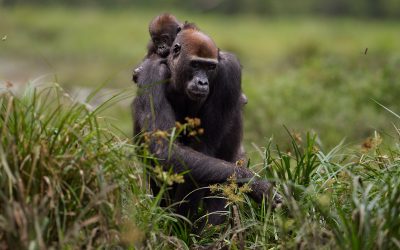 Die Gorillas von Dzanga-Sangha