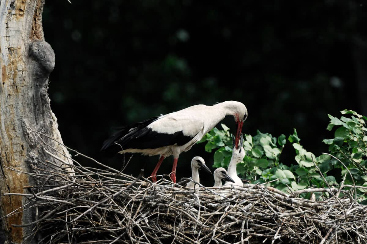 Weißstorch füttert seinen Nachwuchs in Marchegg füttert Junge (c) Alfred Krappel Weißstörche in Marchegg (c) Alfred Krappel