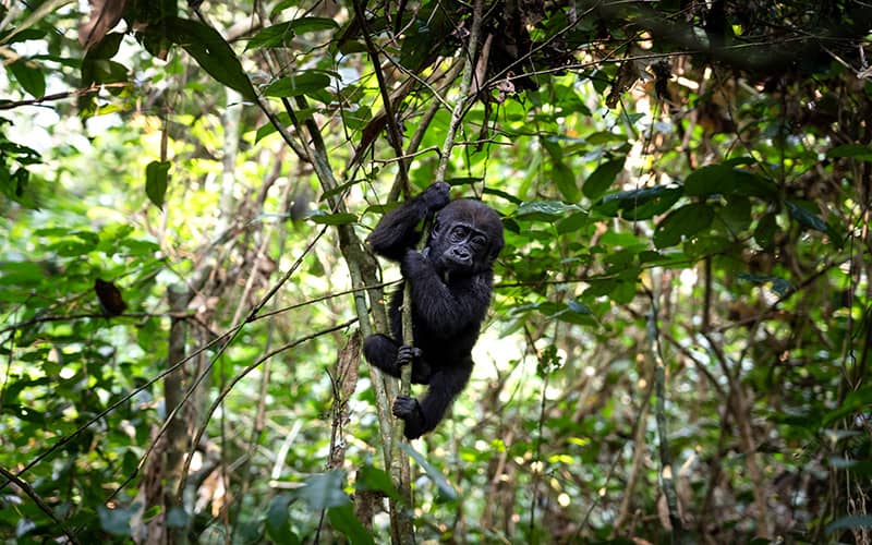 Flachlandgorilla