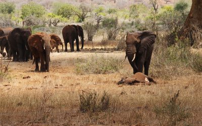 Dürre in Kenia – Danke für Ihre Spende!