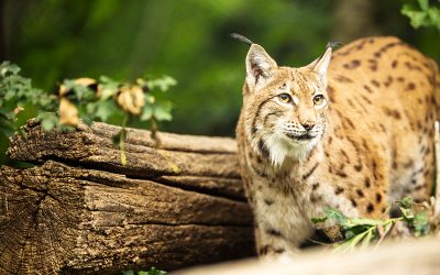 So funktioniert eine Luchs-Freilassung
