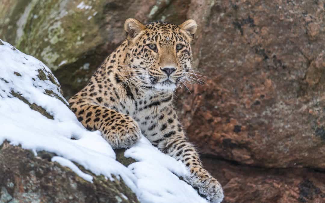Ein persischer Leopard sitzt zwischen Felsen und blickt hoffnungsvoll in die Kamera. Sein dichtes, sandfarbenes Fell ist mit dunklen Rosetten gemustert. Unter ihm liegt eine dünne Schneeschicht, die einen kühlen Kontrast zu den warmen Farbtönen seines Fells bildet.