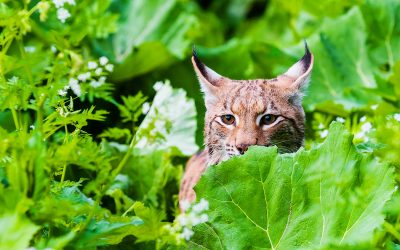 Wildtierkriminalität melden!