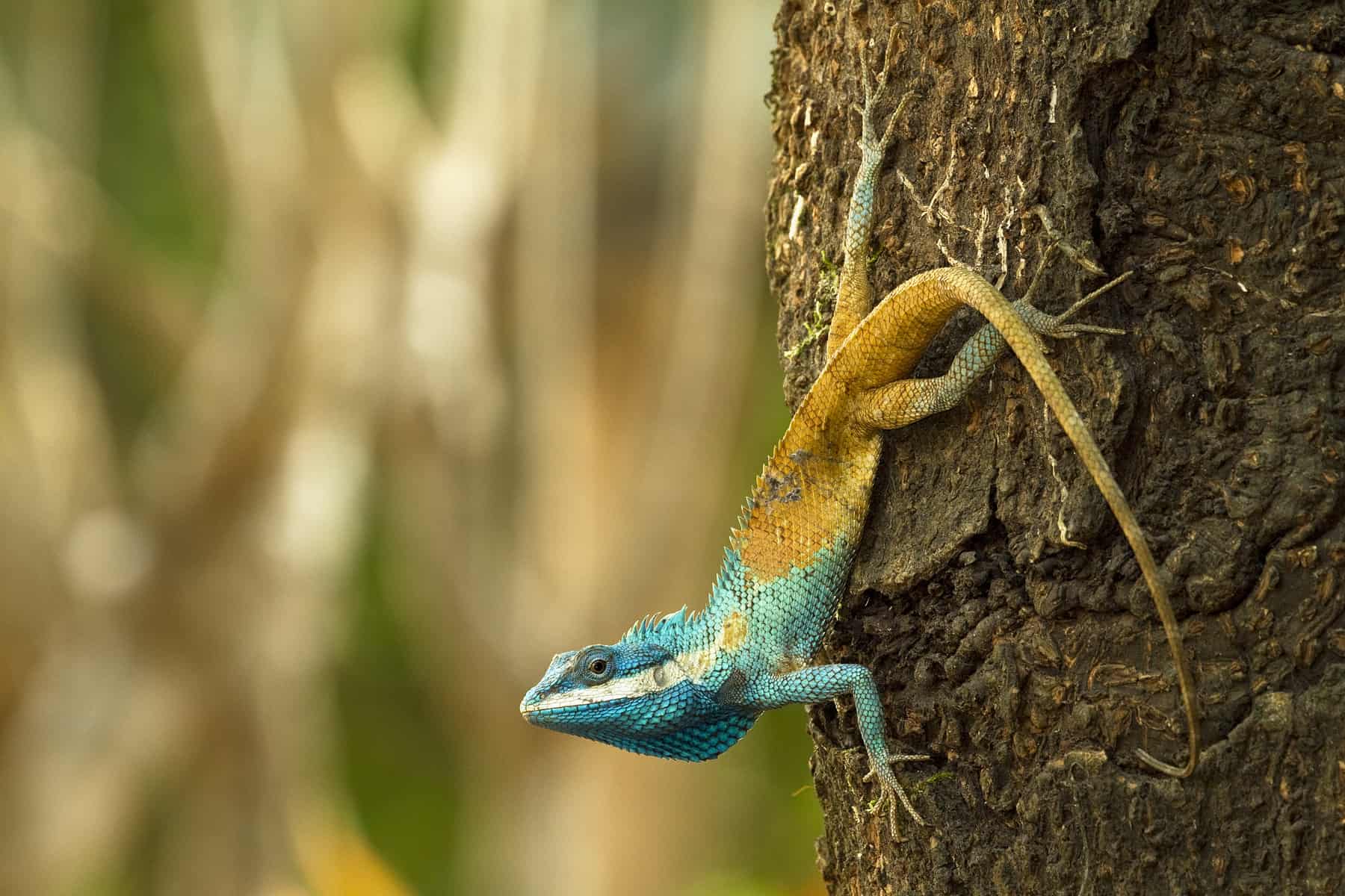 Calotes goetzi. (c) Henrik Bringsoe Calotes goetzi. (c) Henrik Bringsoe