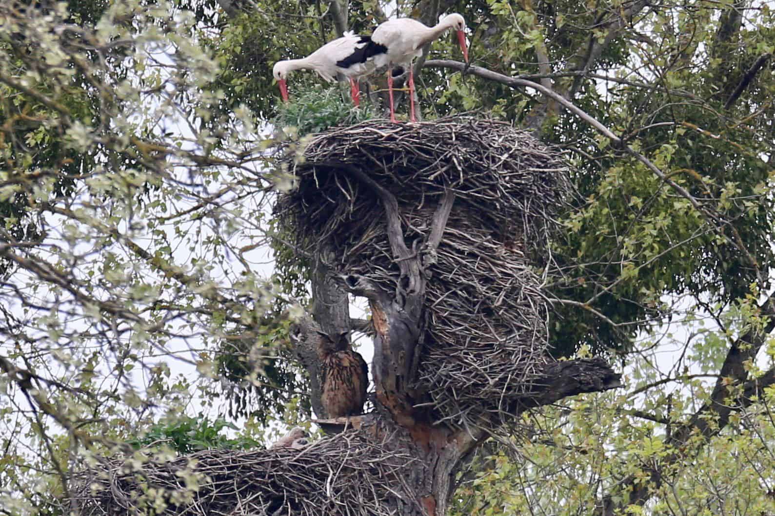 Uhu im Weißstorchhorst. (c) Andreas Pataki