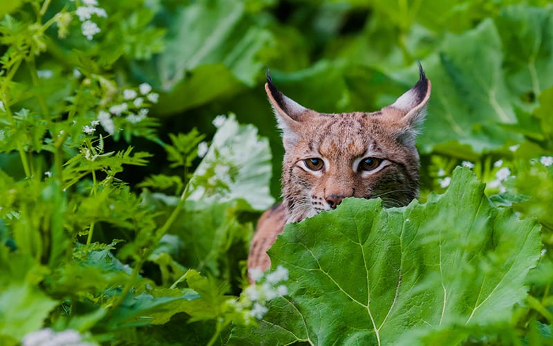 wwf-at_Luchs_Bucket_(c)Tomas Hulik Luchs