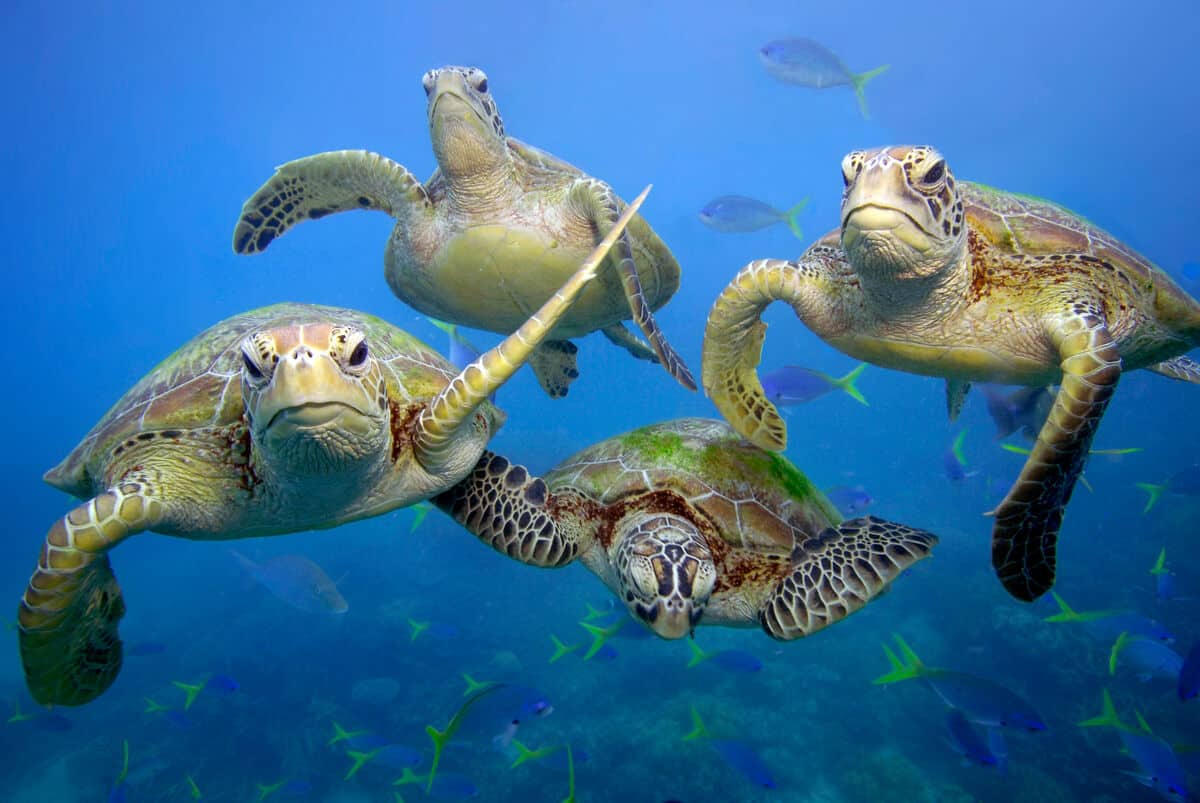 Green turtles_WW1344 © Troy Mayne