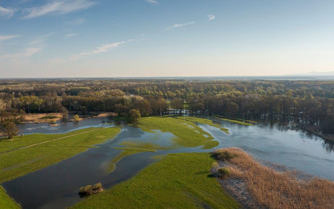 LH-Konferenz: WWF fordert Bundesländer-Ja zum EU-Renaturierungsgesetz
