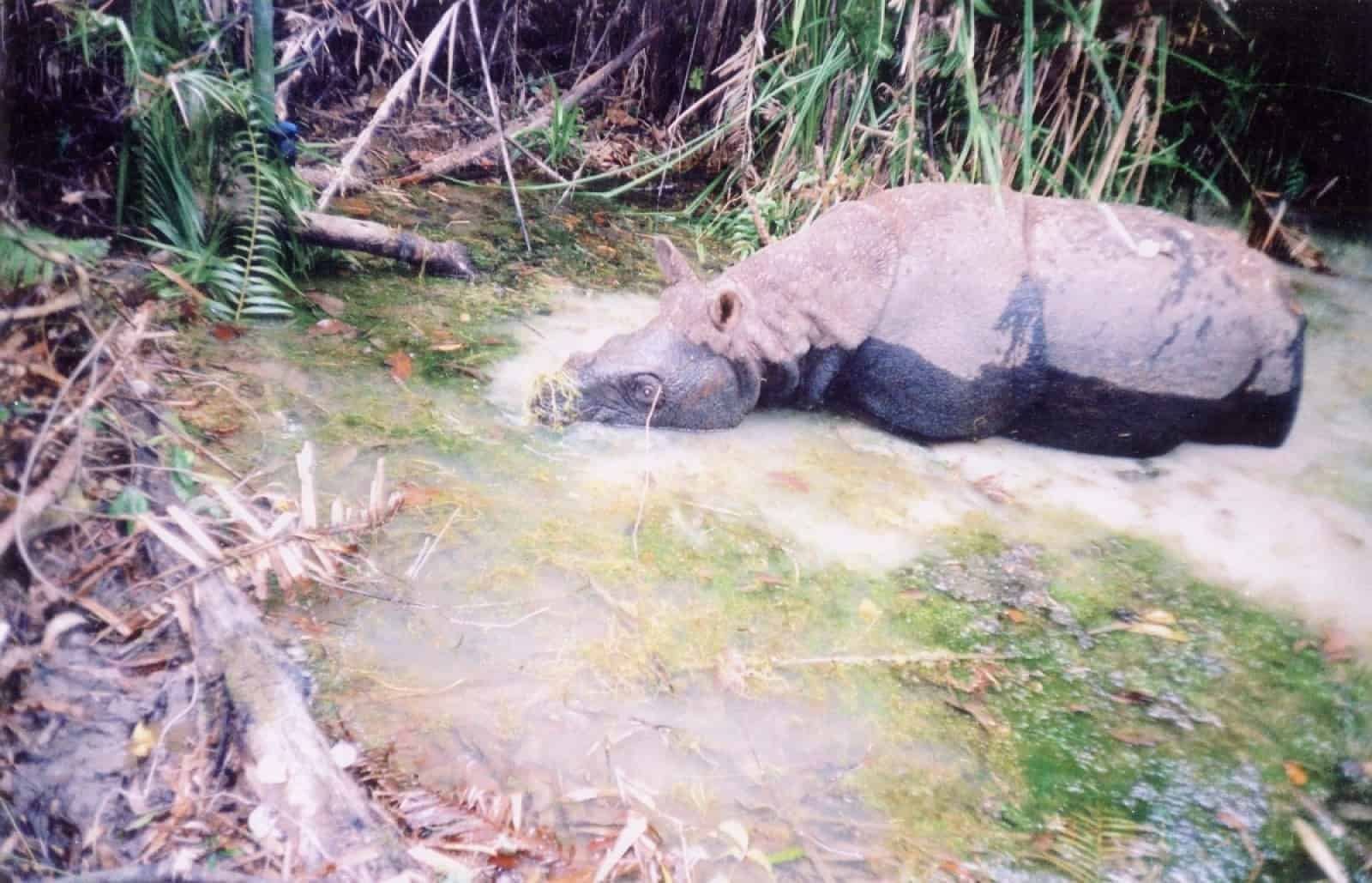 Annamiten Nashorn. (c) WWF