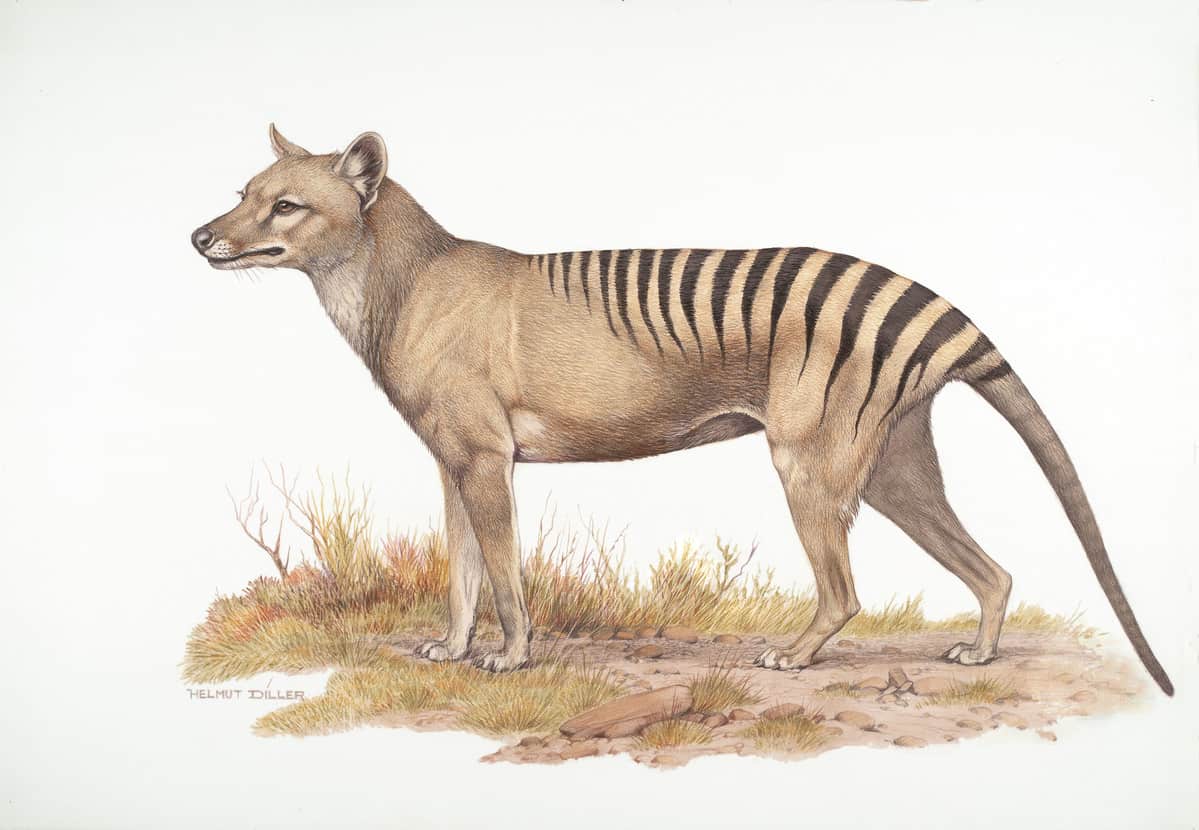 Der ausgestorbene Beutelwolf. (c) Helmut Diller/WWF