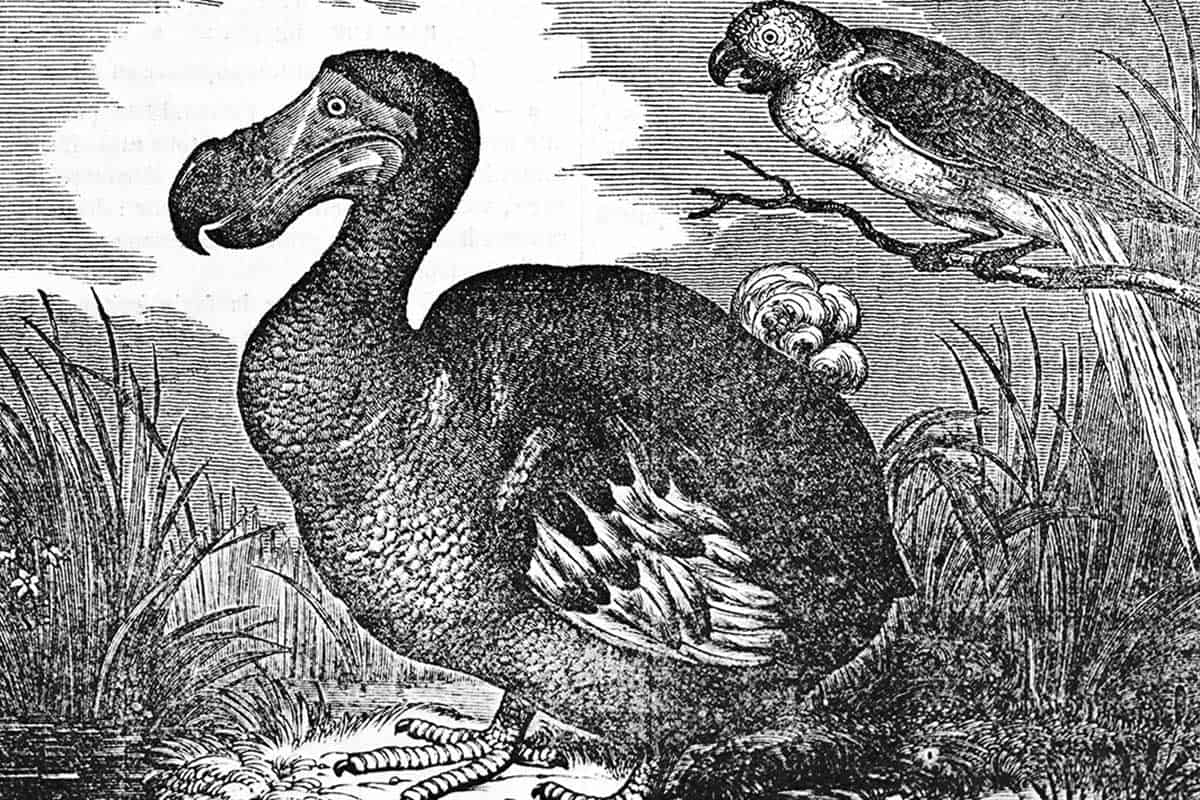 Dodo. (c) AdobeStock_182164152 Dodo. (c) AdobeStock_182164152